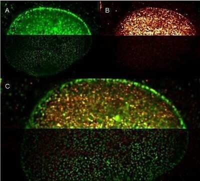 Immunocytochemistry/ Immunofluorescence: Goat anti-Mouse IgG (H+L) Secondary Antibody (Pre-adsorbed) [NBP1-72739]