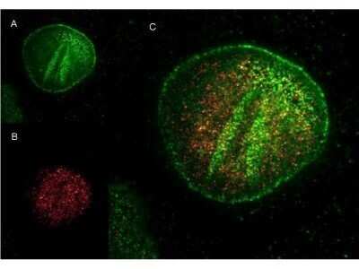 Immunocytochemistry/ Immunofluorescence: Goat anti-Mouse IgG (H+L) Secondary Antibody (Pre-adsorbed) [NBP1-72739]