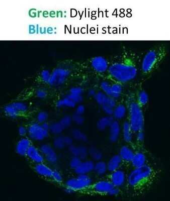 Immunohistochemistry-Frozen: Goat anti-Mouse IgG (H+L) Secondary Antibody (Pre-adsorbed) [NBP1-72739]
