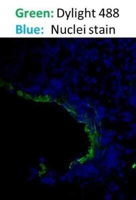 Immunohistochemistry-Paraffin: Goat anti-Mouse IgG (H+L) Secondary Antibody (Pre-adsorbed) [NBP1-72739]