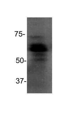 Western Blot: Goat anti-Mouse IgG (H+L) Secondary Antibody (Pre-adsorbed) [NB7567]