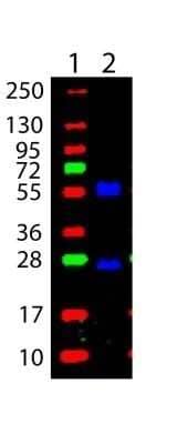 Western Blot: Goat anti-Mouse IgG (H+L) Secondary Antibody (Pre-adsorbed) [NBP1-72739]