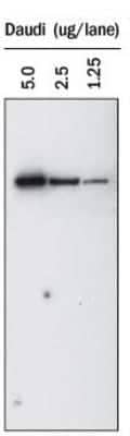 Western Blot: Goat anti-Mouse IgG (H+L) Secondary Antibody (Pre-adsorbed) [NBP1-75140]
