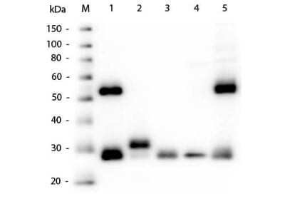 Western Blot: Goat anti-Mouse IgG (H+L) Secondary Antibody [NBP1-72702]