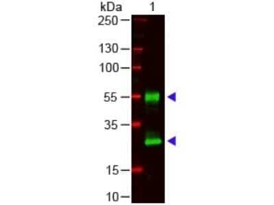 Western Blot: Goat anti-Mouse IgG (H+L) Secondary Antibody [NBP1-72702]