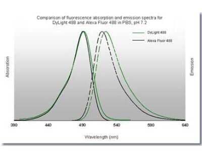 Fluorophore-linked immunosorbent assay: Goat anti-Rabbit IgG Fc Secondary Antibody [NBP2-60661]