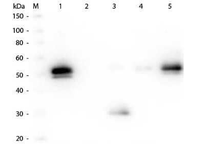 Western Blot: Goat anti-Rabbit IgG Fc Secondary Antibody (Pre-adsorbed) [NBP2-60663]