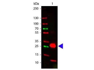 Western Blot: Goat anti-Rabbit IgG Fc Secondary Antibody (Pre-adsorbed) [NBP2-60663]