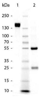 SDS-PAGE: Goat anti-Rabbit IgG (H+L) Secondary Antibody (Pre-adsorbed) [NBP1-72732]
