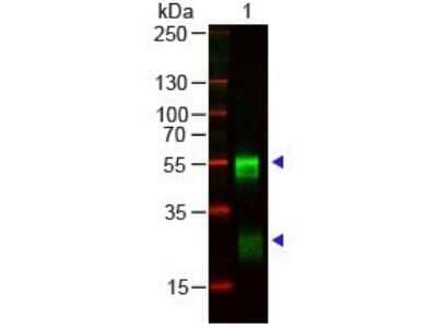 Western Blot: Goat anti-Rabbit IgG (H+L) Secondary Antibody (Pre-adsorbed) [NBP1-72732]