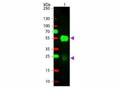 Western Blot: Goat anti-Rabbit IgG (H+L) Secondary Antibody (Pre-adsorbed) [NBP1-72732]