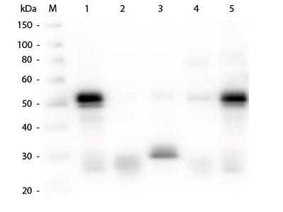 Western Blot: Goat anti-Rabbit IgG (H+L) Secondary Antibody (Pre-adsorbed) [NBP1-72732]