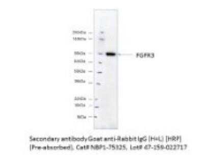 Western Blot: Goat anti-Rabbit IgG (H+L) Secondary Antibody (Pre-adsorbed) [NBP1-75321]