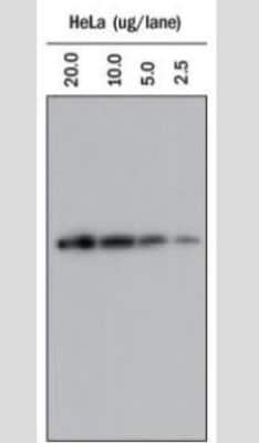 Western Blot: Goat anti-Rabbit IgG (H+L) Secondary Antibody [NBP1-75293]