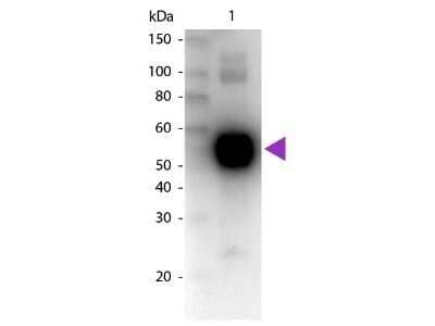 Western Blot: Goat anti-Rat IgA Heavy Chain Secondary Antibody [NBP2-60686]