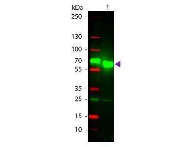 Western Blot: Goat anti-Rat IgA Heavy Chain Secondary Antibody [NBP2-60686]