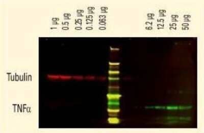 Western Blot: Goat anti-Rat IgG (H+L) Secondary Antibody (Pre-adsorbed) [NB120-7092]