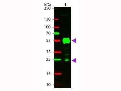 Western Blot: Goat anti-Rat IgG (H+L) Secondary Antibody (Pre-adsorbed) [NB120-7092]