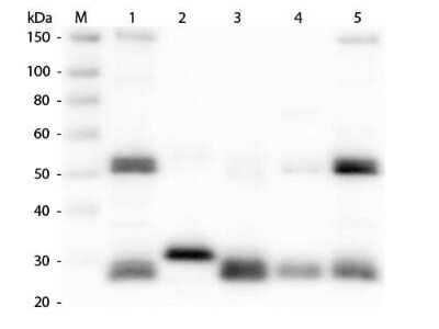 Western Blot: Goat anti-Rat IgG (H+L) Secondary Antibody [NB120-6839]