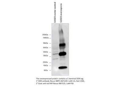 Western Blot: Goat anti-Rat IgG (H+L) Secondary Antibody [NB7112]