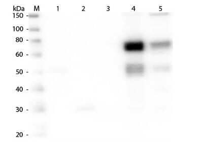 Western Blot: Goat anti-Rat IgM Heavy Chain Secondary Antibody [NBP2-60672]