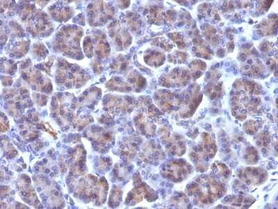 Immunohistochemistry-Paraffin: Golgi Complex Antibody (371-4) - Azide and BSA Free [NBP2-34534]