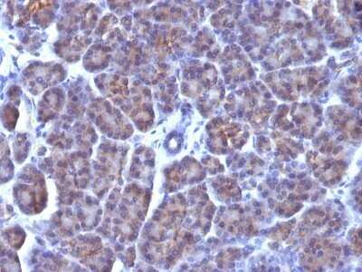 Immunohistochemistry-Paraffin: Golgi Complex Antibody (AE-6) - IHC-Prediluted [NBP2-48040]