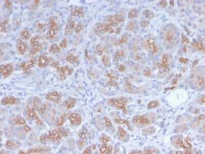 Immunohistochemistry-Paraffin: Golgi Complex Antibody (GLG1/2829R) - Azide and BSA Free [NBP3-08396]