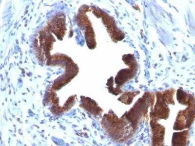 Immunohistochemistry-Paraffin: Golgi Complex Antibody (SPM581) - Azide and BSA Free [NBP2-34813]