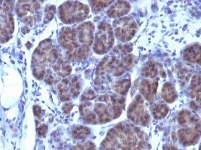 Immunohistochemistry-Paraffin: Golgi Glycoprotein 1/GLG1 Antibody (GLG1/970) - Azide and BSA Free [NBP2-47794]