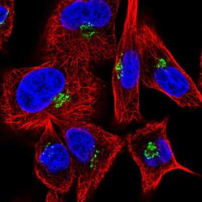 Immunocytochemistry/ Immunofluorescence: Golgin 97 Antibody [NBP2-55299]