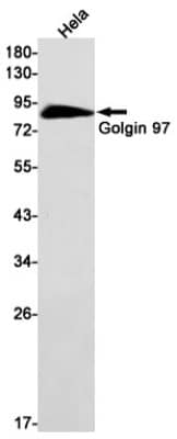 Western Blot: Golgin 97 Antibody (S07-9C6) [NBP3-19958]