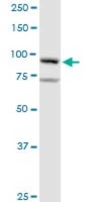 Western Blot: Golgin 97 Antibody [H00002800-D01P]