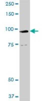 Western Blot: Golgin 97 Antibody [H00002800-D01P]