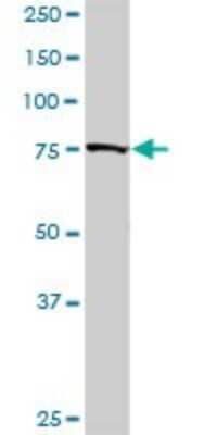 Western Blot: Golgin 97 Antibody [H00002800-D01P]