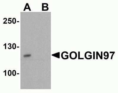 Western Blot: Golgin 97 AntibodyBSA Free [NBP2-81753]