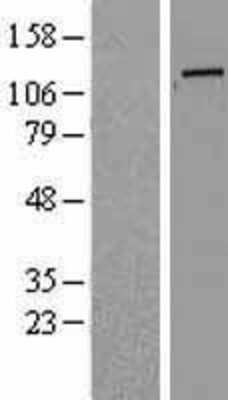 Western Blot: Golgin 97 Overexpression Lysate [NBP2-10797]