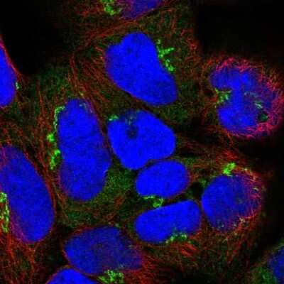 Immunocytochemistry/ Immunofluorescence: Golgin A8 Family, Member A Antibody [NBP2-55044]