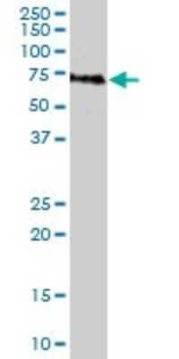 Western Blot: Gonadotropin Inducible Transcription Repressor 1 Antibody [H00092283-B01P]