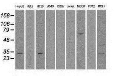 Western Blot: Goosecoid Antibody (OTI1D7) [NBP1-47790]