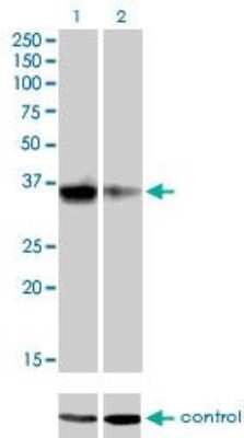 Western Blot: Goosecoid Antibody (3D11) [H00145258-M03]