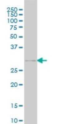 Western Blot: Goosecoid Antibody (3D11) [H00145258-M03]