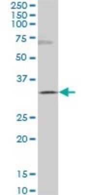 Western Blot: Goosecoid Antibody (3D11) [H00145258-M03]