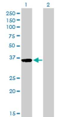 Western Blot: Goosecoid Antibody (3D11) [H00145258-M03]