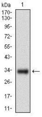 Western Blot: Goosecoid Antibody (4C5D10)BSA Free [NBP2-37356]
