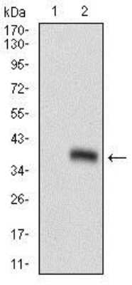 Western Blot: Goosecoid Antibody (4C5D10)BSA Free [NBP2-37356]