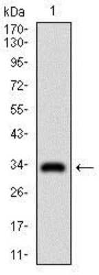 Western Blot: Goosecoid Antibody (4C5D5)BSA Free [NBP2-37366]