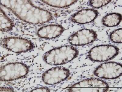 Immunohistochemistry-Paraffin: Goosecoid Antibody (4H7) [H00145258-M01]