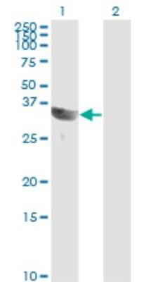 Western Blot: Goosecoid Antibody (4H7) [H00145258-M01]