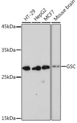 Western Blot: Goosecoid Antibody (6M7M6) [NBP3-15937]